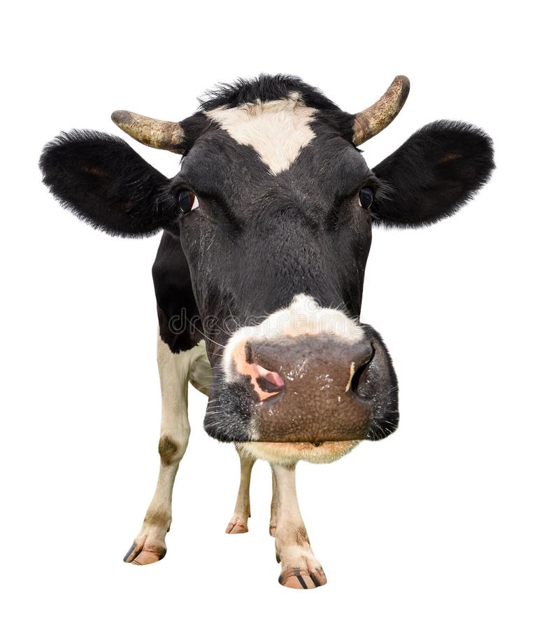 Ð¡ow full length isolated on white. Looking at the camera black and white curious cow close up. Funny cow muzzle close up.